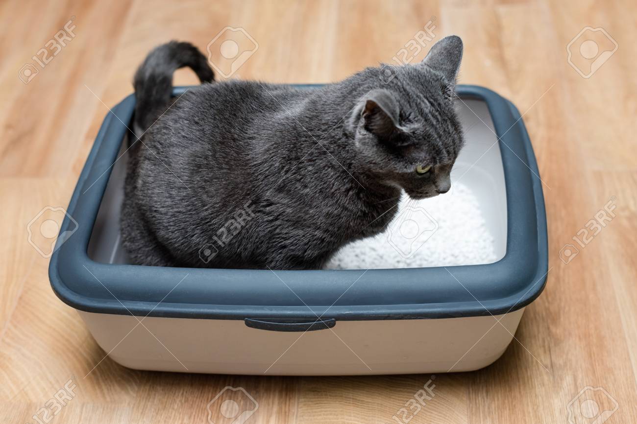 Chat En Utilisant Des Toilettes Chat Dans La Litiere Pour Caca Ou Uriner Caca Dans Des Toilettes De Sable Propre Race De Chat Gris Russian Blue Banque D Images Et Photos Libres De