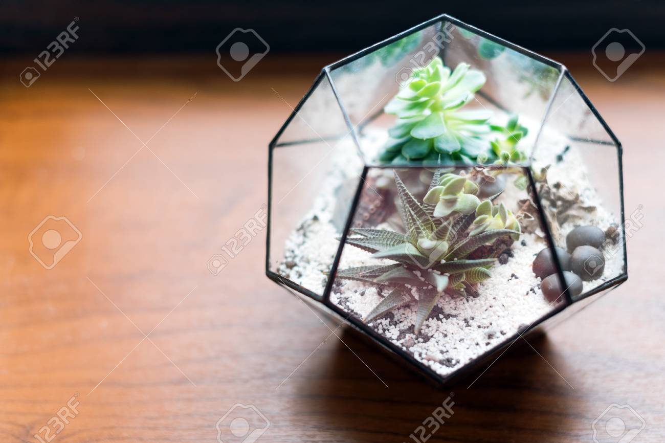 Mini Succulent Garden In Glass Terrarium On Wooden Windowsill