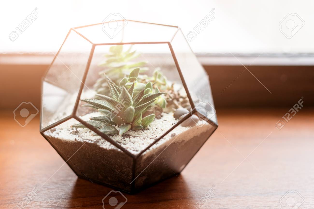 Mini Succulent Garden In Glass Terrarium On Wooden Windowsill