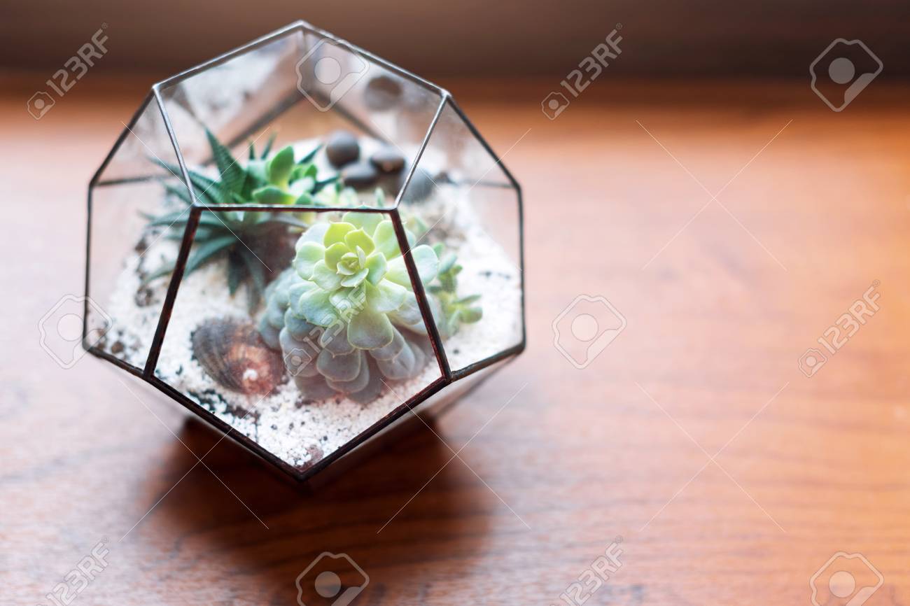 Mini Succulent Garden In Glass Terrarium On Wooden Windowsill