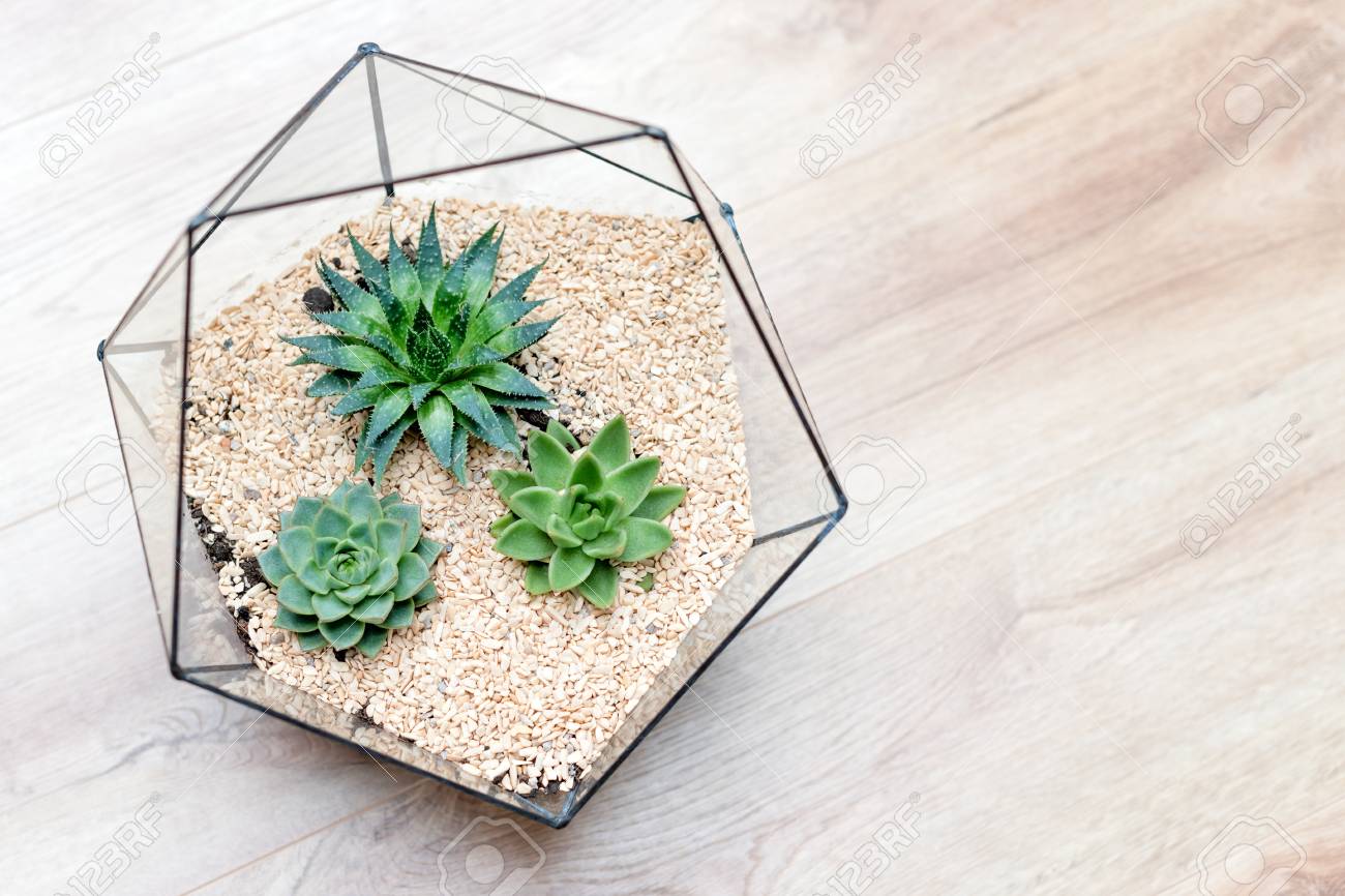 Glass Florarium Vase With Succulent Plants And Small Cactus On