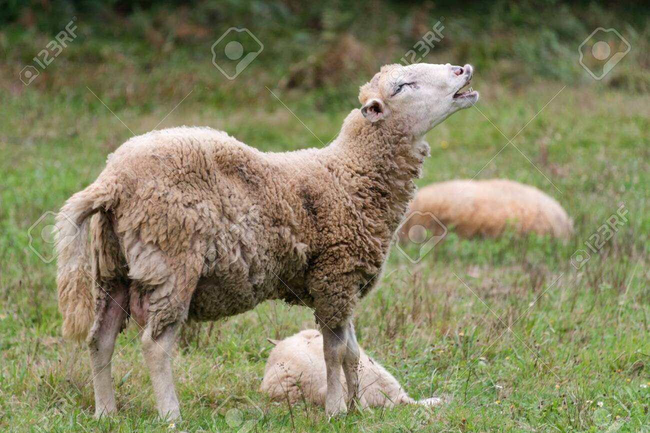 Sheep Is Crying Out Portrait Of A Sheep Bleating On A Meadow Stock Photo Picture And Royalty Free Image Image