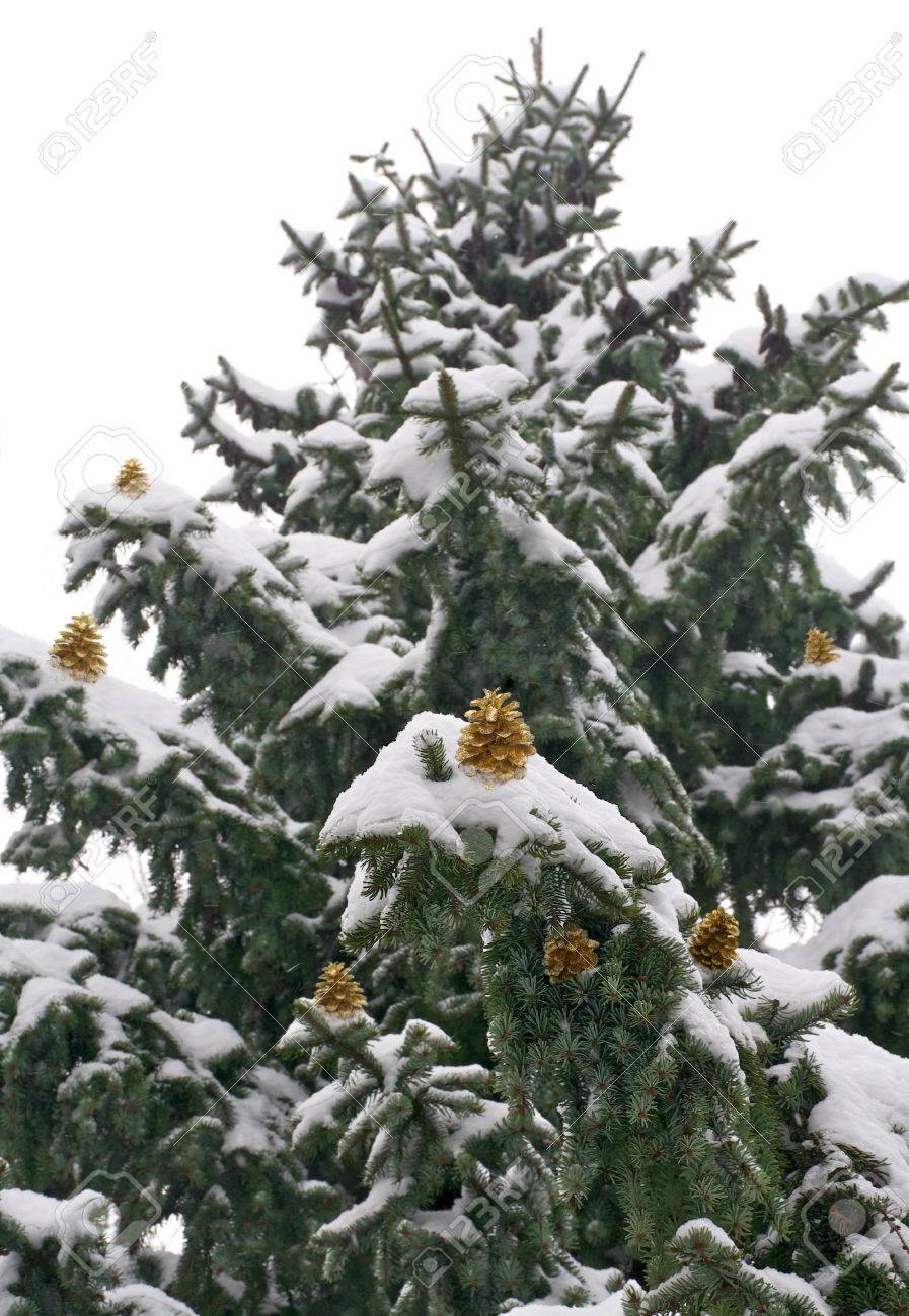snow capped pine tree with golden pine cones stock photo picture