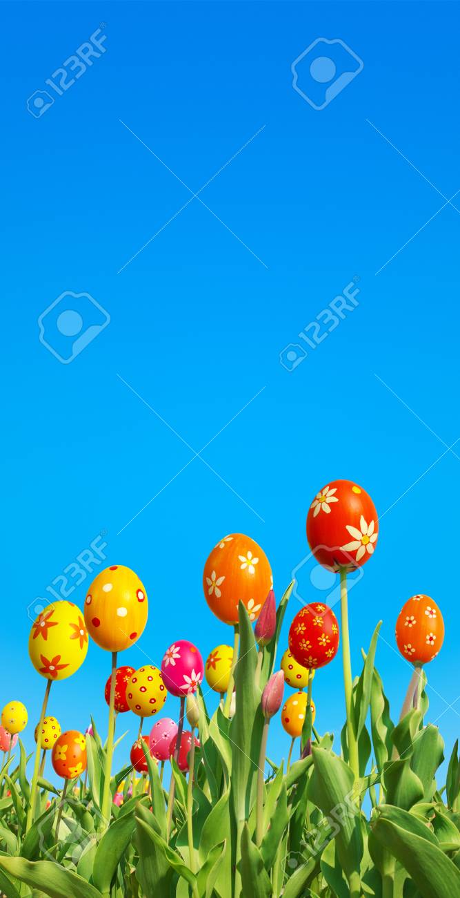 Special breeding of Easter tulips; Tulips with extraordinary flowerheads against clear blue sky - 54875140 Special breeding of Easter tulips; Tulips with extraordinary flowerheads against clear blue sky - 54875140