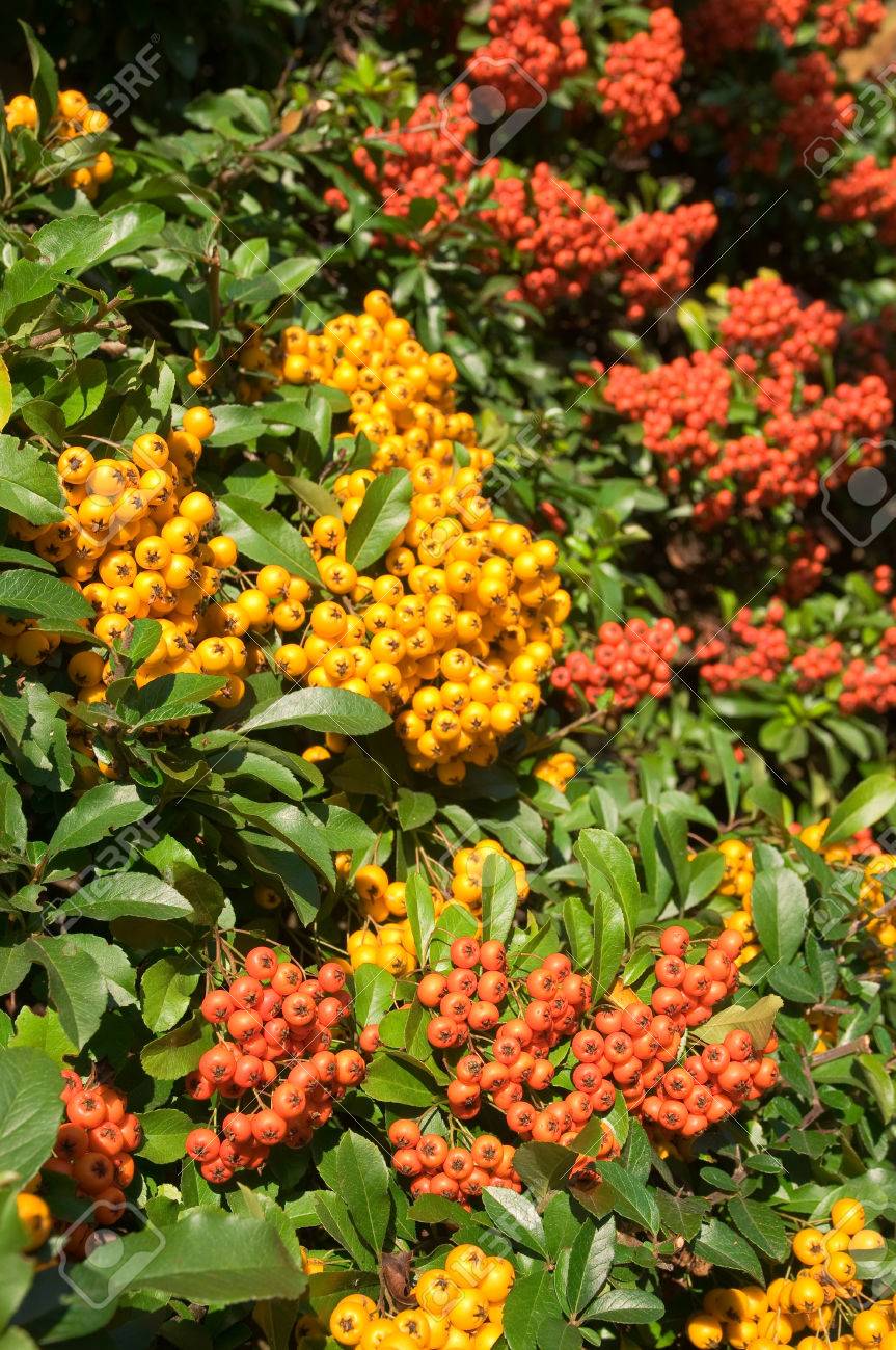 Gelbe Und Ornage Beeren Von Feuerdorn Pyracantha Immergruner Strauch Mit Bunten Beeren Lizenzfreie Fotos Bilder Und Stock Fotografie Image 67308296