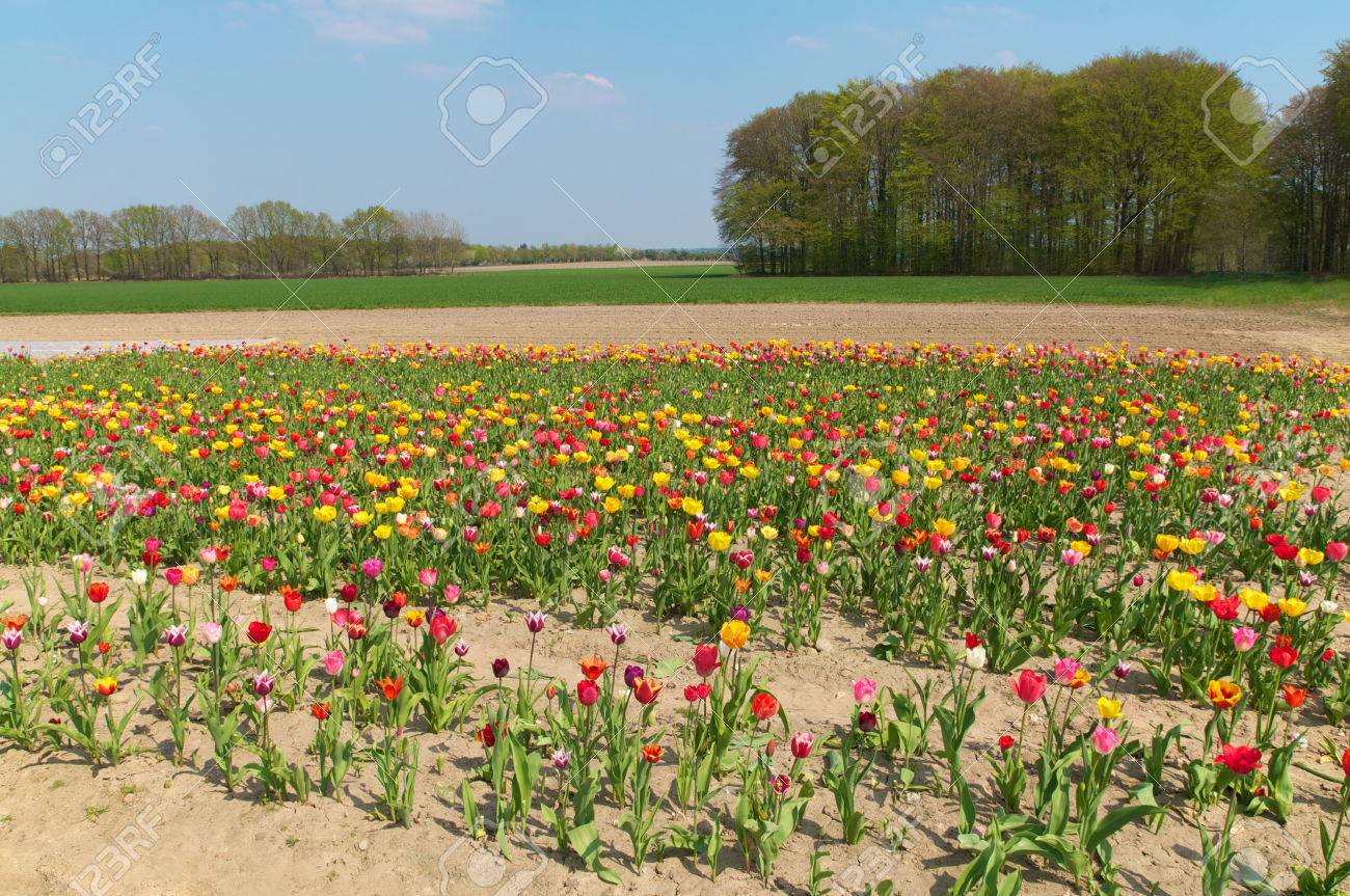 開花チューリップ畑と晴れた日に緑の農業分野の春の風景砂質土の花チューリップの行チューリップ栽培春の花の開花 の写真素材 画像素材 Image