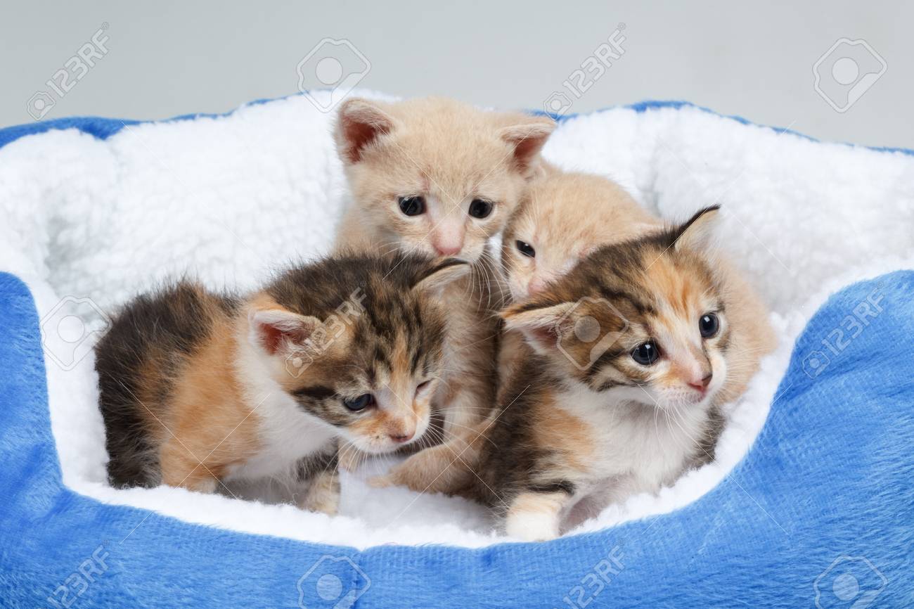 cute kitten beds