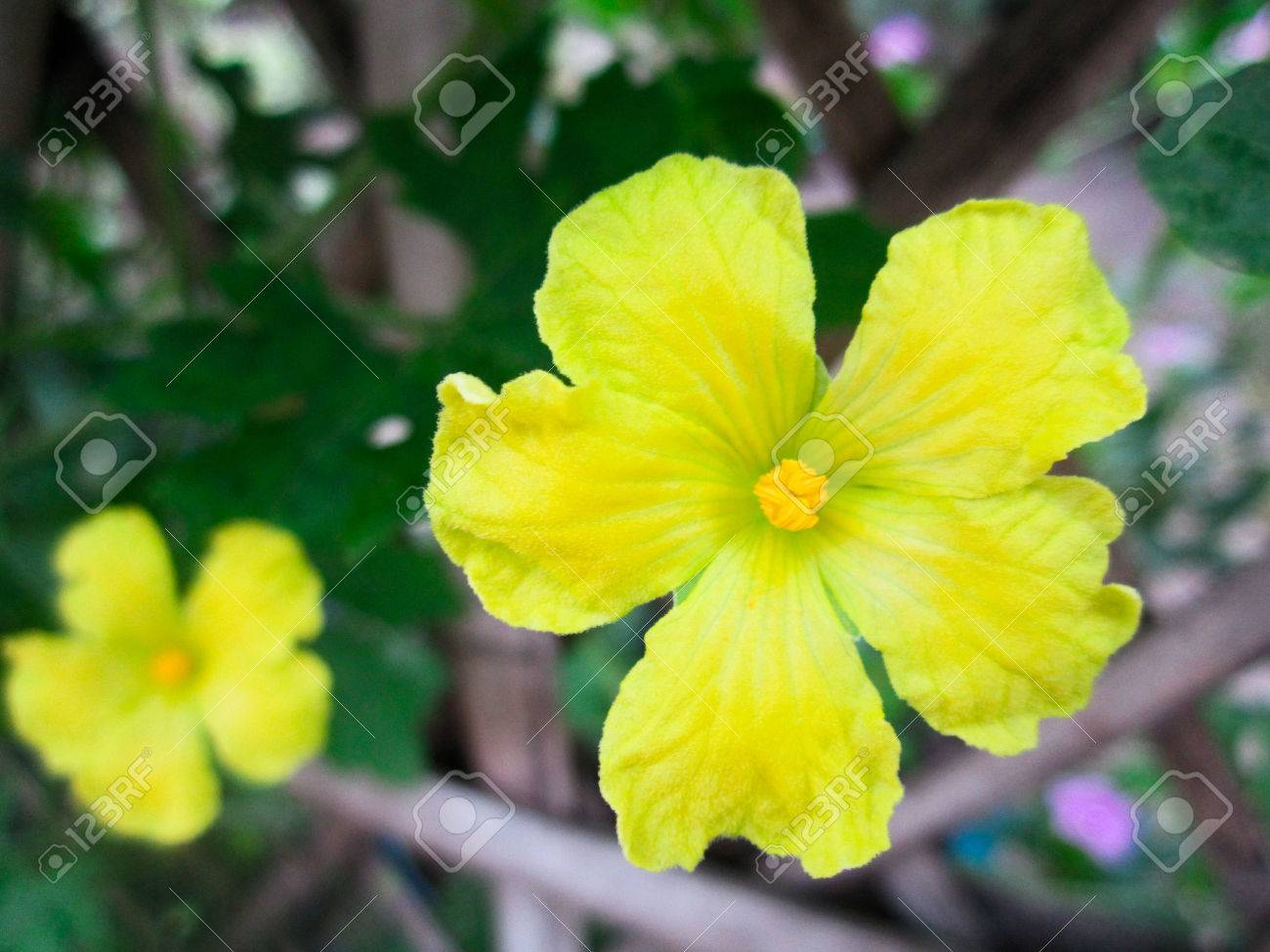 黄色のひょうたんの花 花の壁紙 の写真素材 画像素材 Image