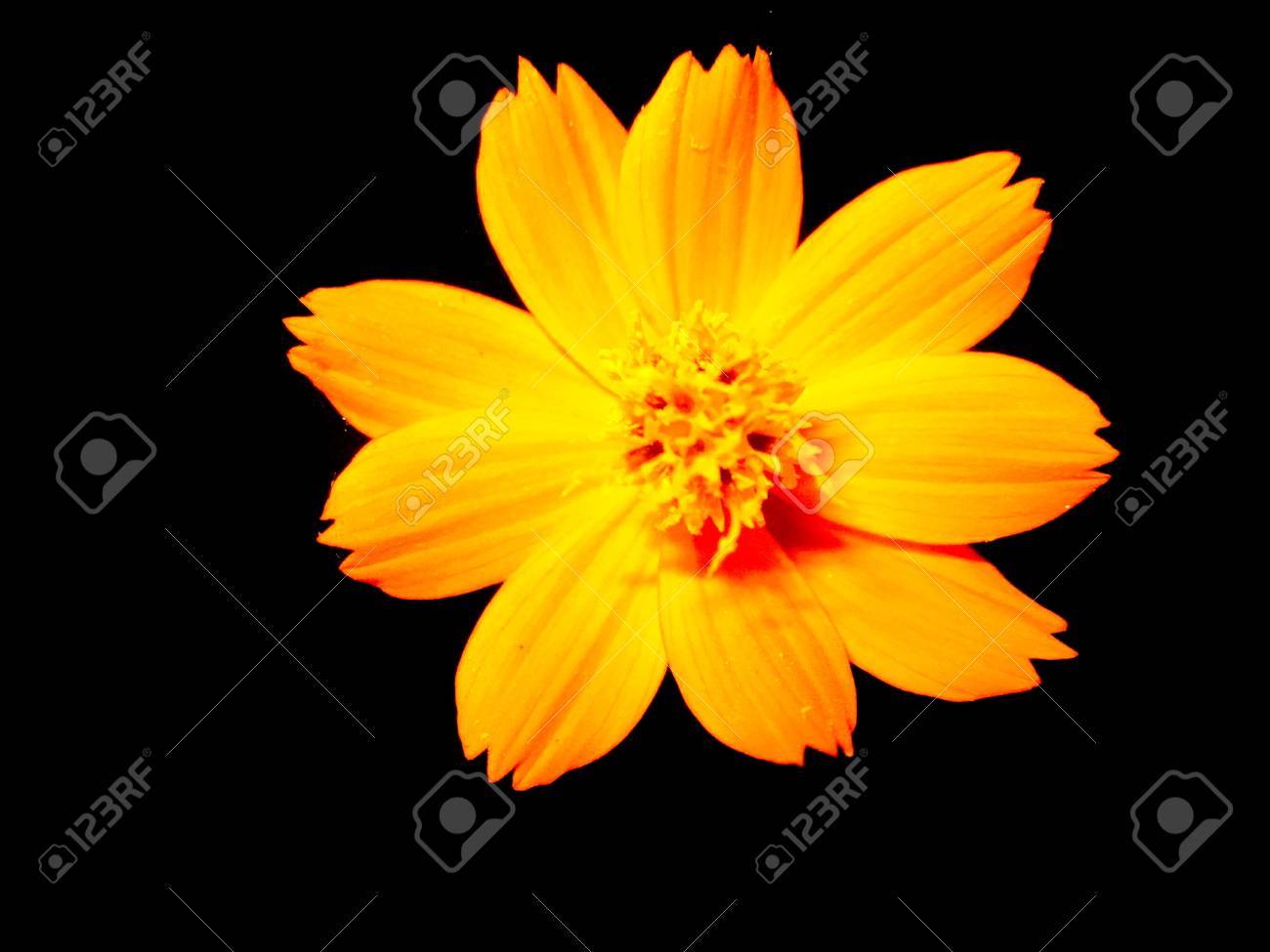 黄色の花 花の壁紙 黒の背景 の写真素材 画像素材 Image 黄色の花 花の壁紙 黒の背景 の写真素材 画像素材 Image