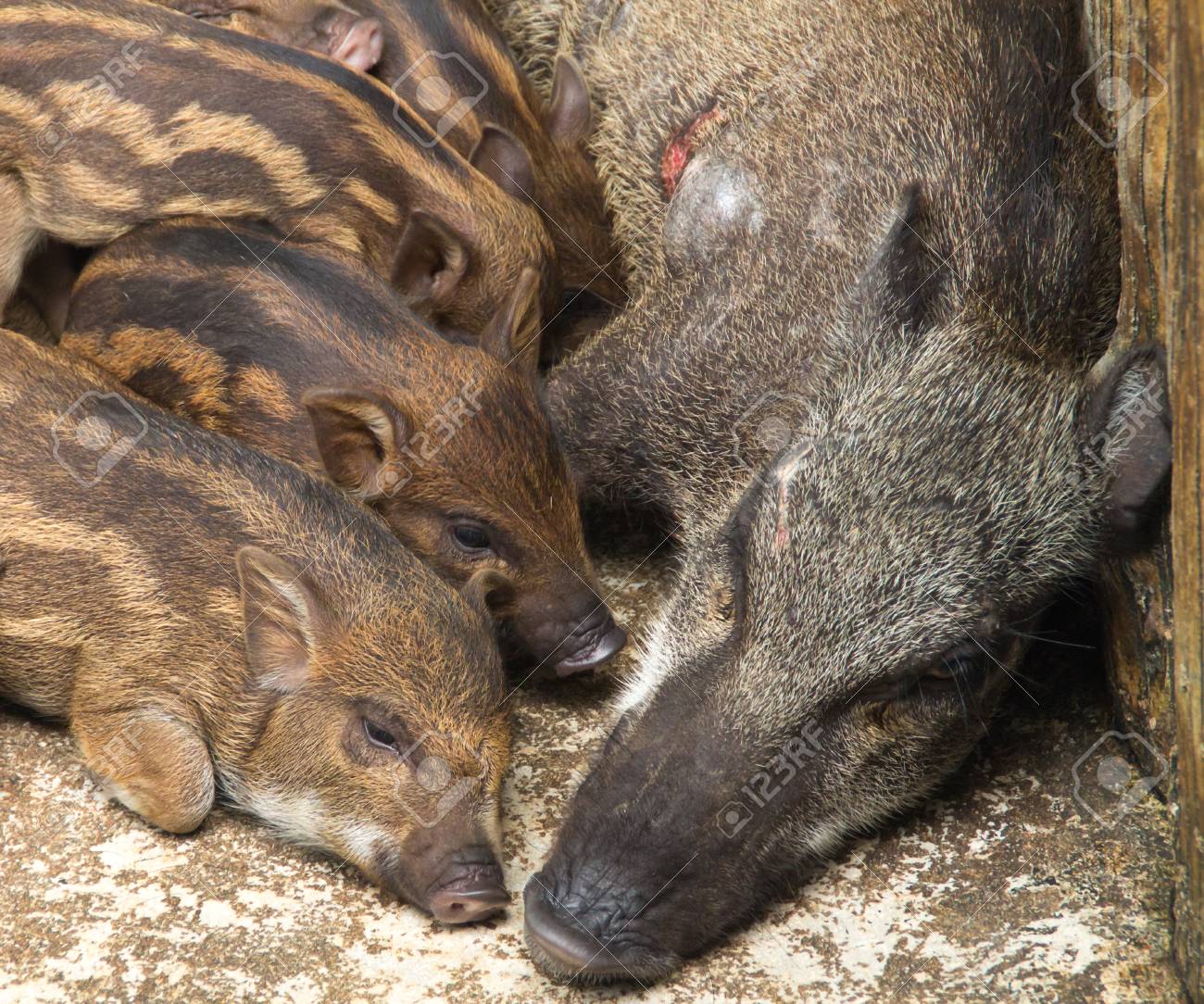 小型のイノシシと母イノシシ の写真素材 画像素材 Image