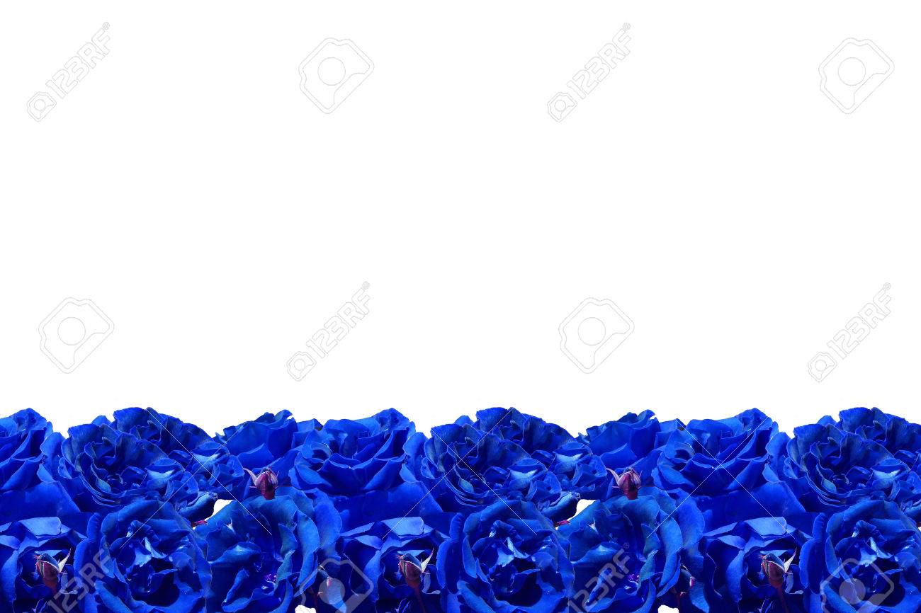 背景や壁紙の分離の青バラ枠 の写真素材 画像素材 Image 背景や壁紙の分離の青バラ枠 の写真素材 画像素材 Image
