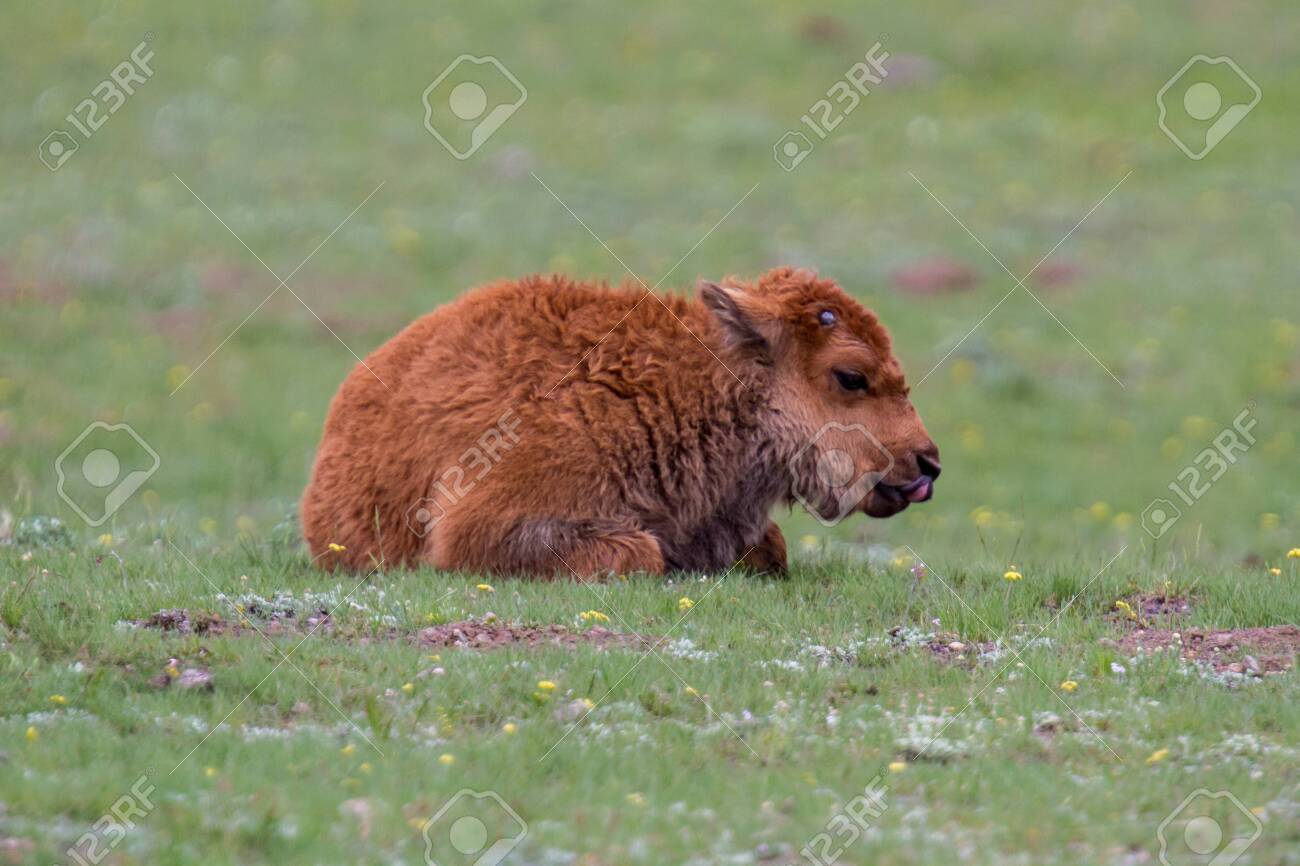 buffalo bebe