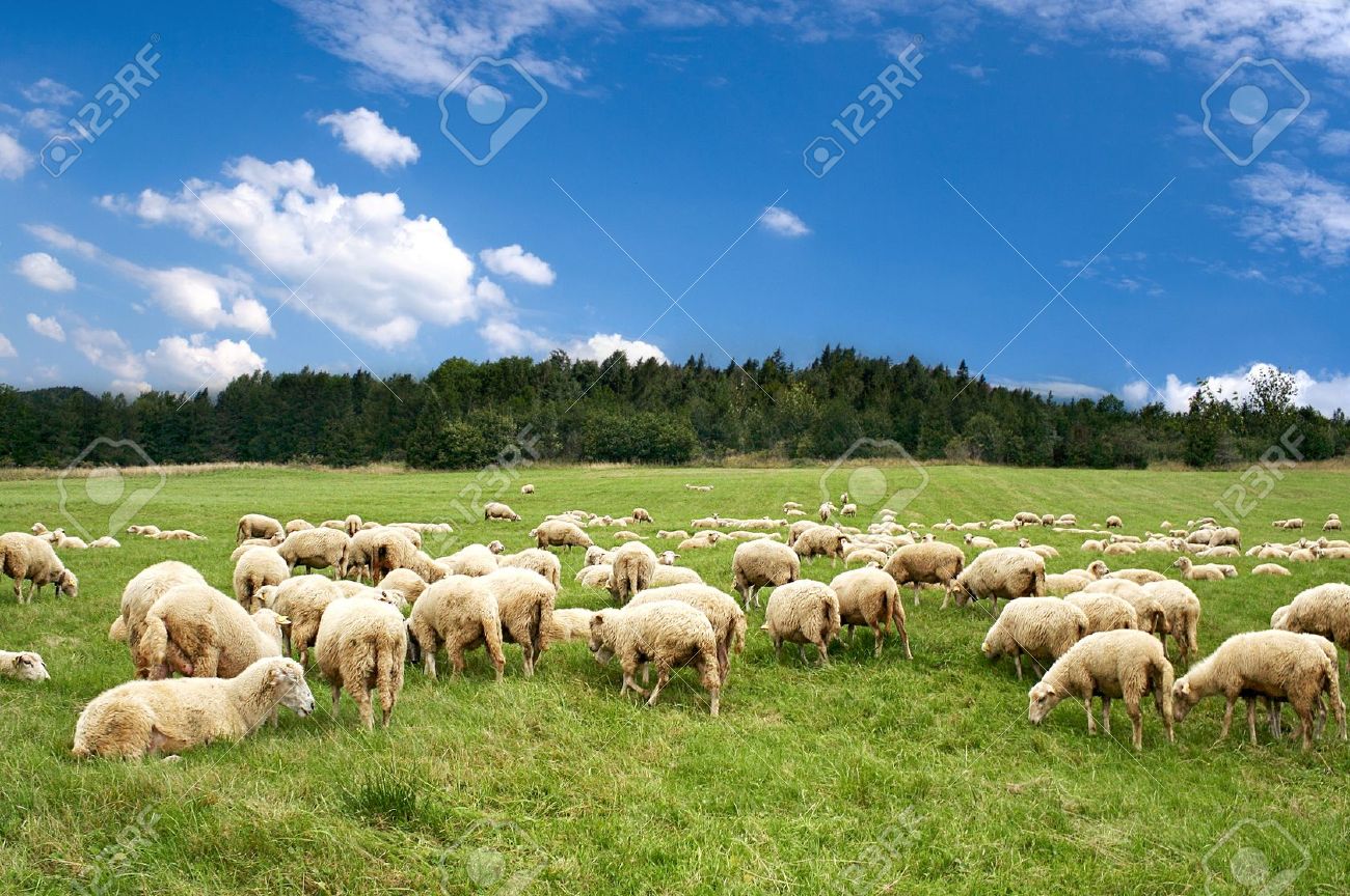 A lot sheep on the beautiful green meadow - 8971614 A lot sheep on the beautiful green meadow - 8971614