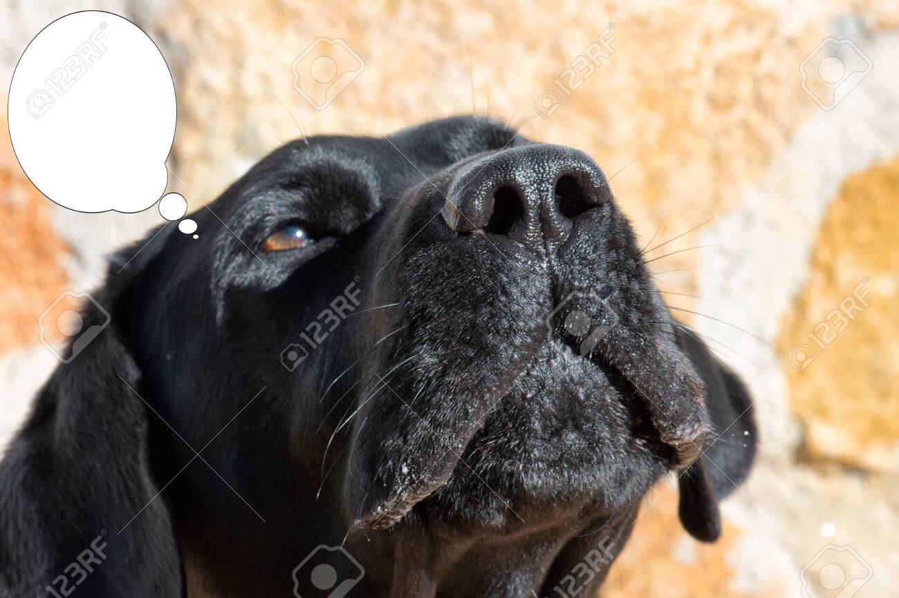 labrador muzzle