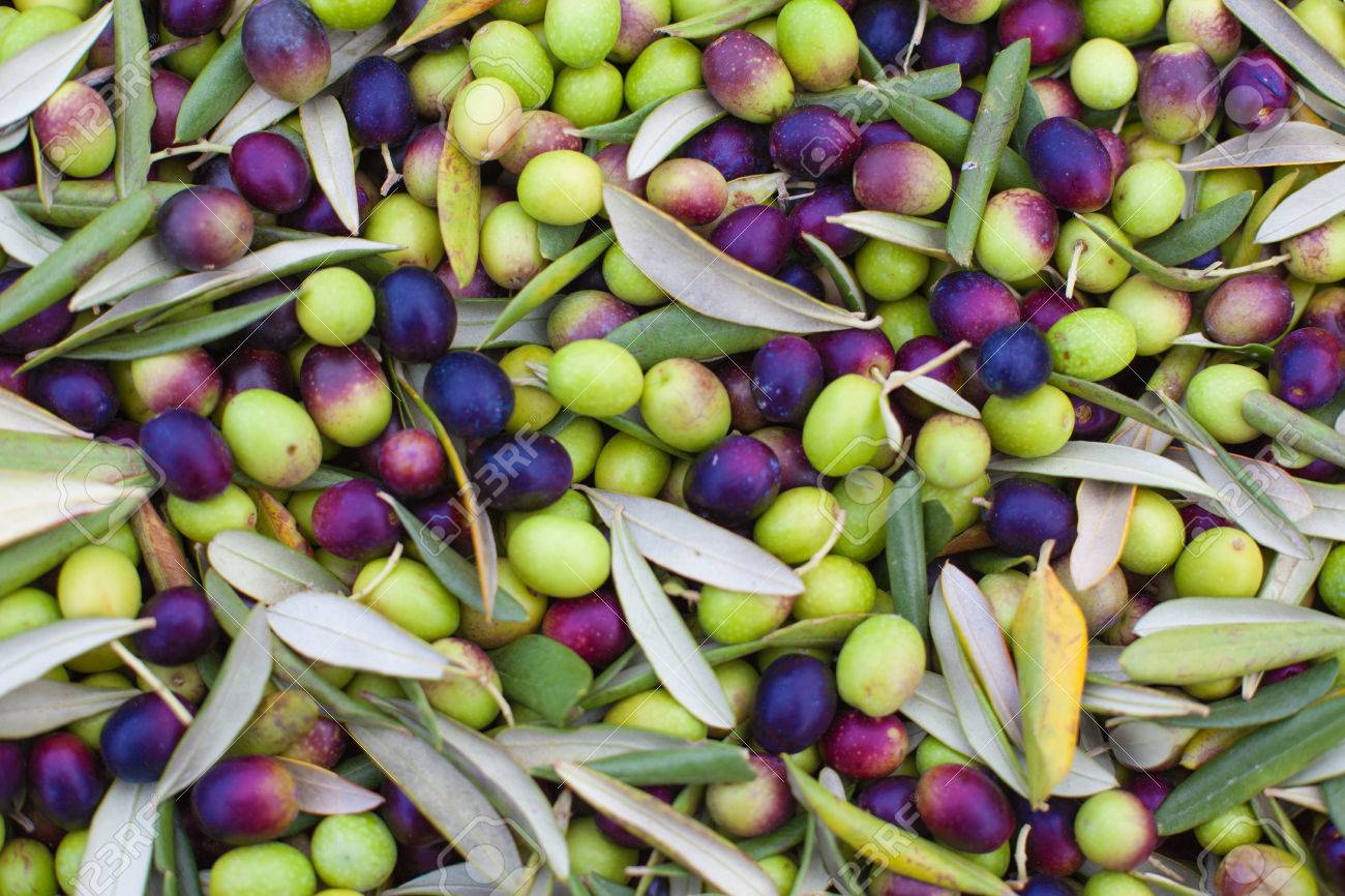 Pile of freshly picked olives. Background olives - 48359482 Pile of freshly picked olives. Background olives - 48359482