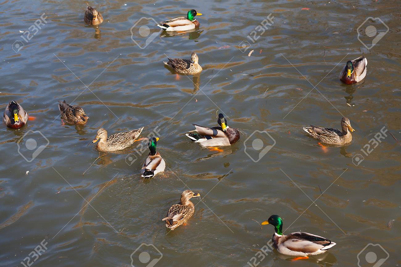 Wild ducks on the water close-up. Beautiful background. - 89710590 Wild ducks on the water close-up. Beautiful background. - 89710590