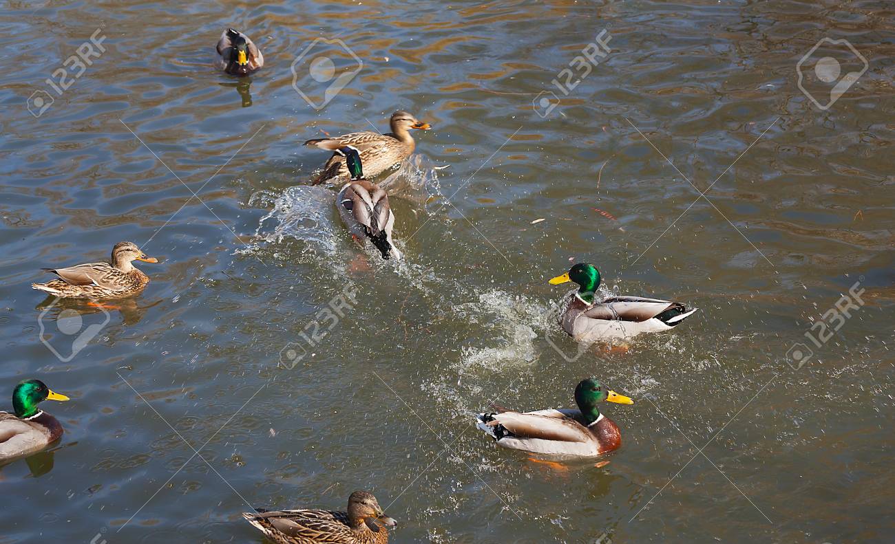 Wild ducks on the water close-up. Beautiful background. - 89781183 Wild ducks on the water close-up. Beautiful background. - 89781183