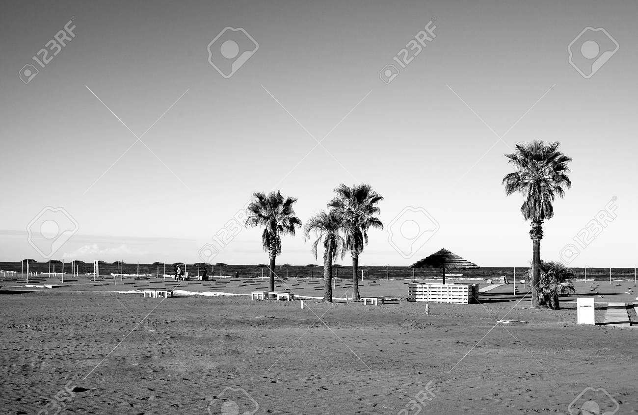 Deserted beach in autumn or spring and palm trees on it. - 92668803 Deserted beach in autumn or spring and palm trees on it. - 92668803