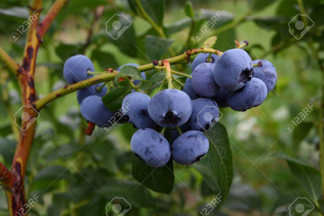 庭にブルーベリーの枝 の写真素材 画像素材 Image