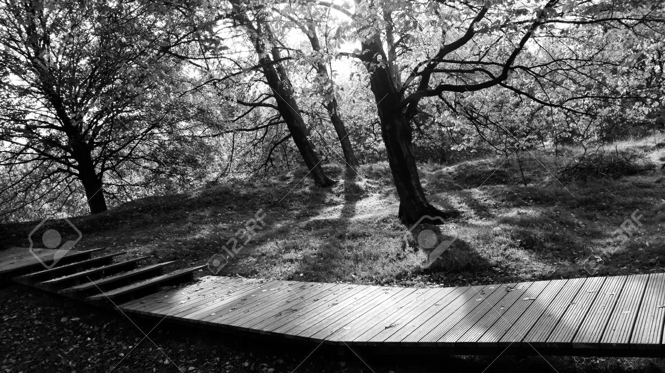 Moody black and white wooded walkwaay