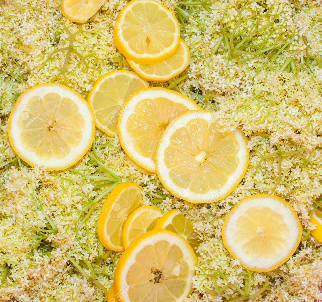 Prêt Ingrédients Pour Faire Le Sirop De Fleurs De Sureau Bio Maison