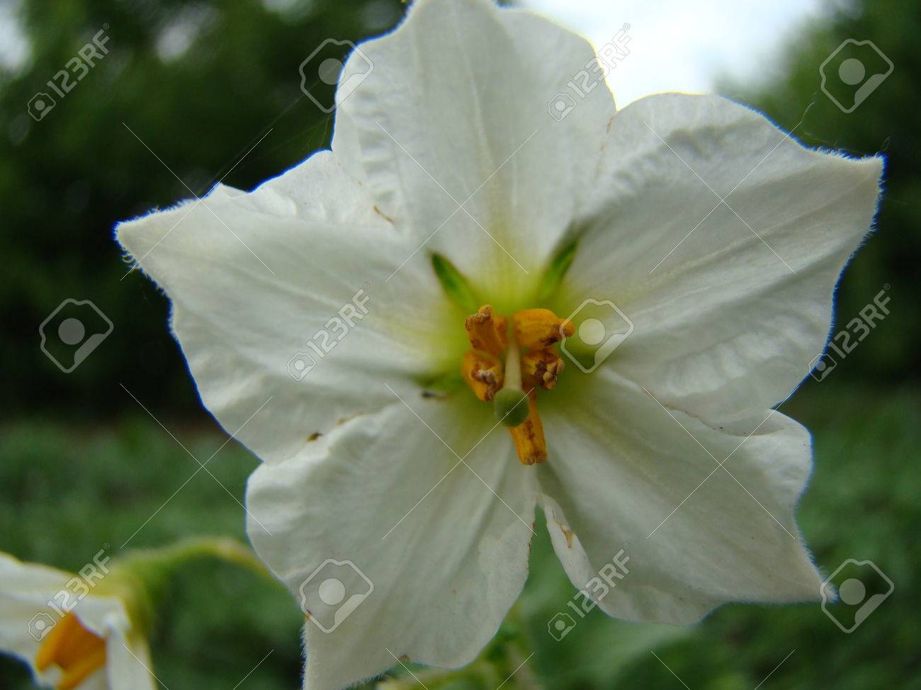 ジャガイモ ナス科の黄色の中央の白い花を開花します の写真素材 画像素材 Image ジャガイモ ナス科の黄色の中央の白い花を開花します の写真素材 画像素材 Image