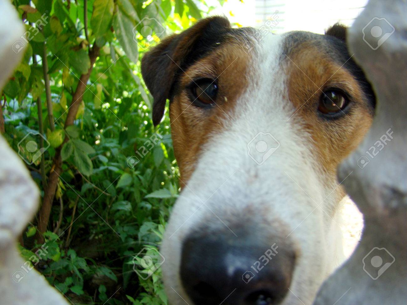Kind Of Smooth Haired Fox Terrier Hunting Dog Stock Photo Picture