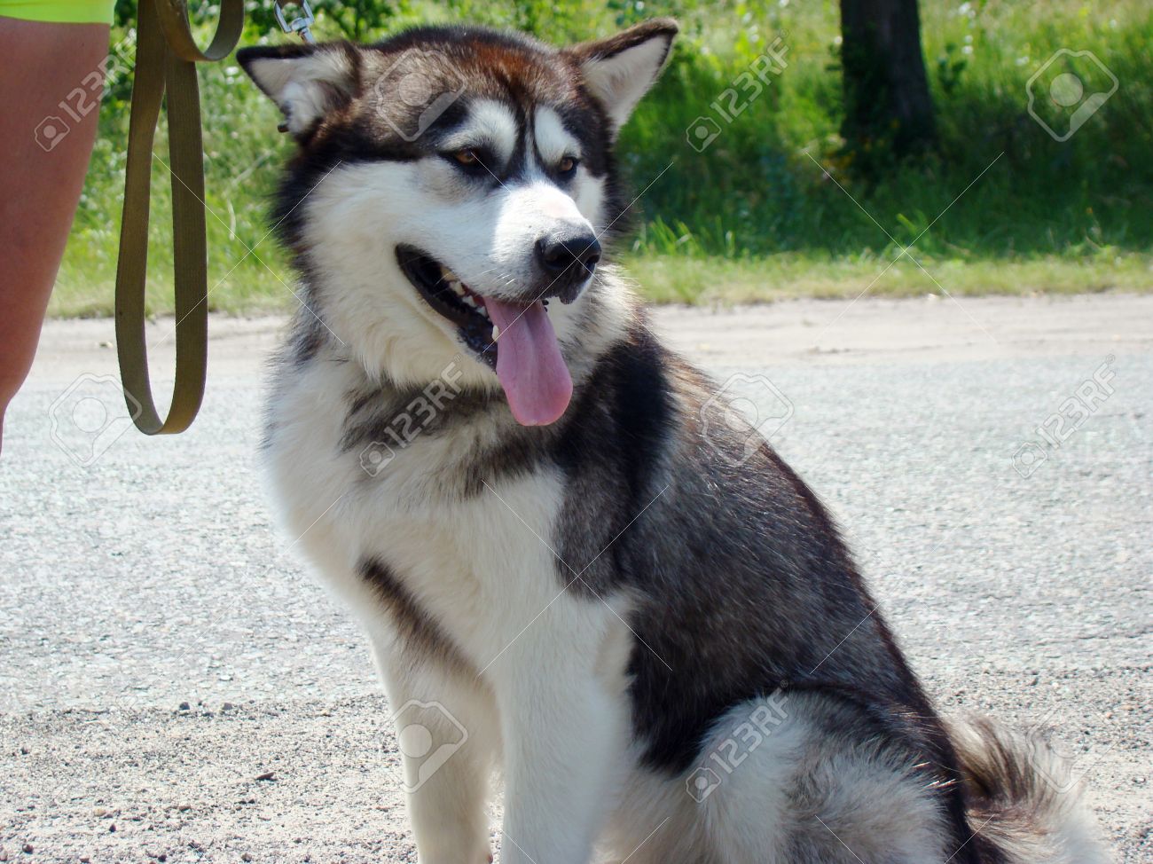 alaskan malamute harness