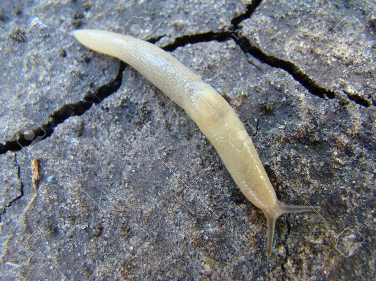slug eating a strawberry a pest of gardens gastropod mollusk stock