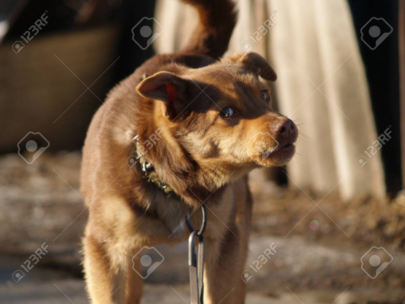 dog barks at passers by