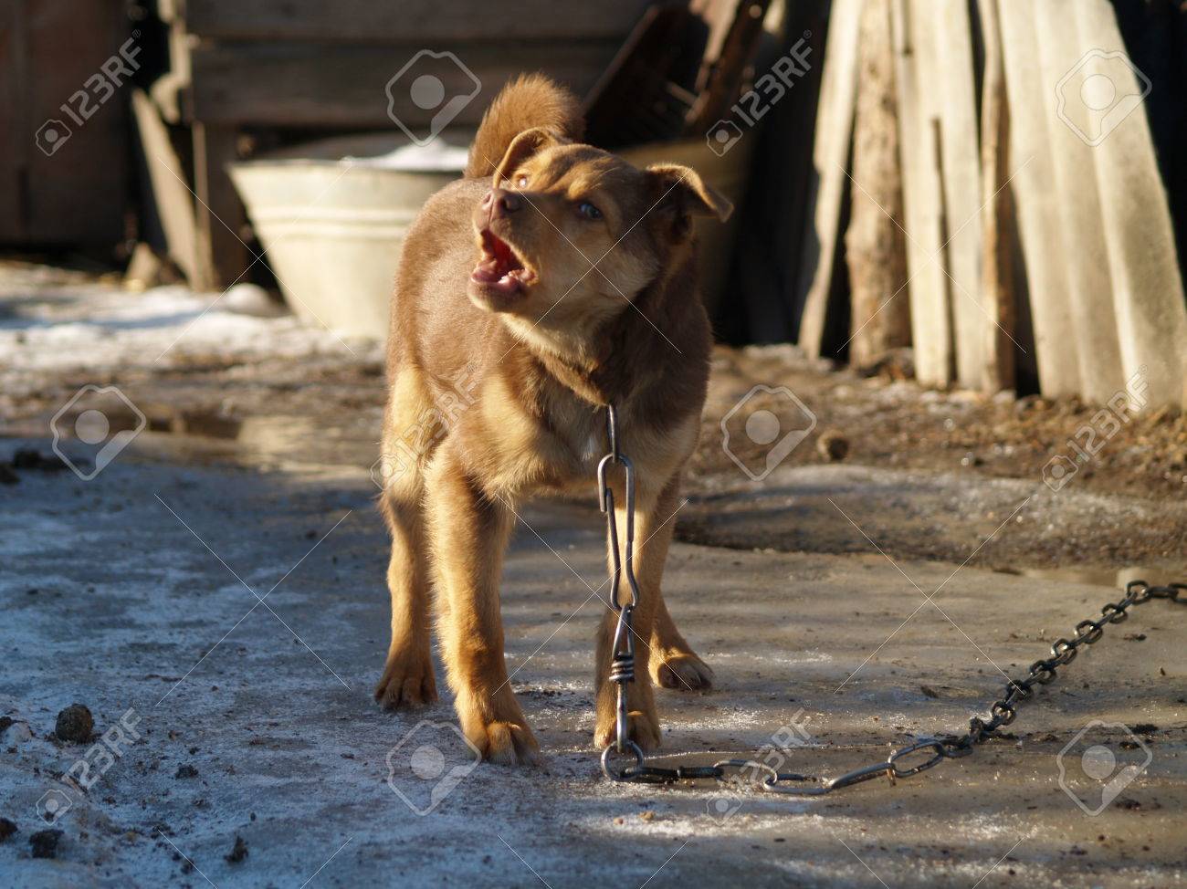 dog barks at passers by