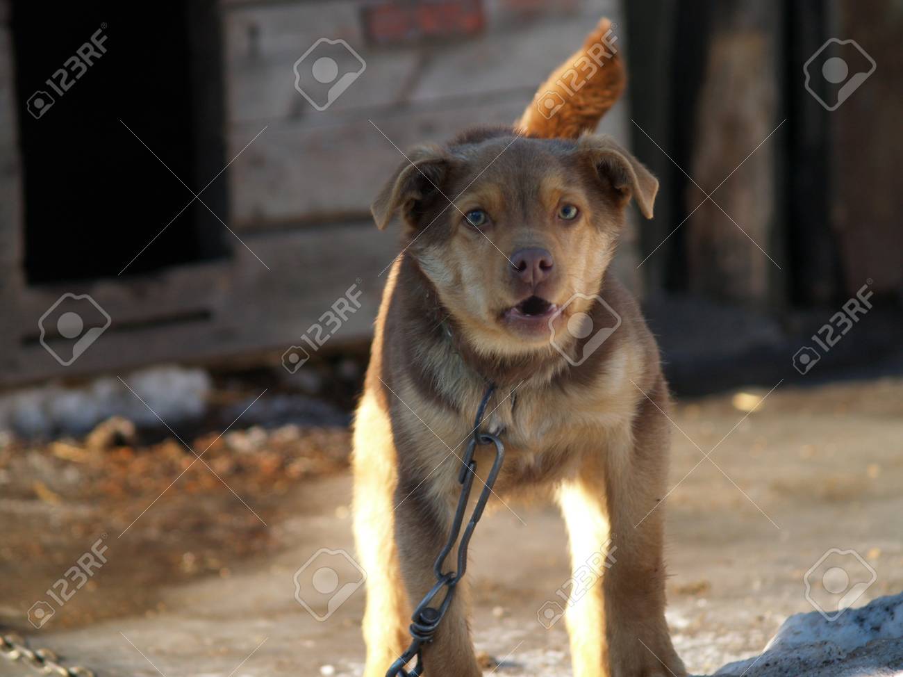 dog barks at passers by