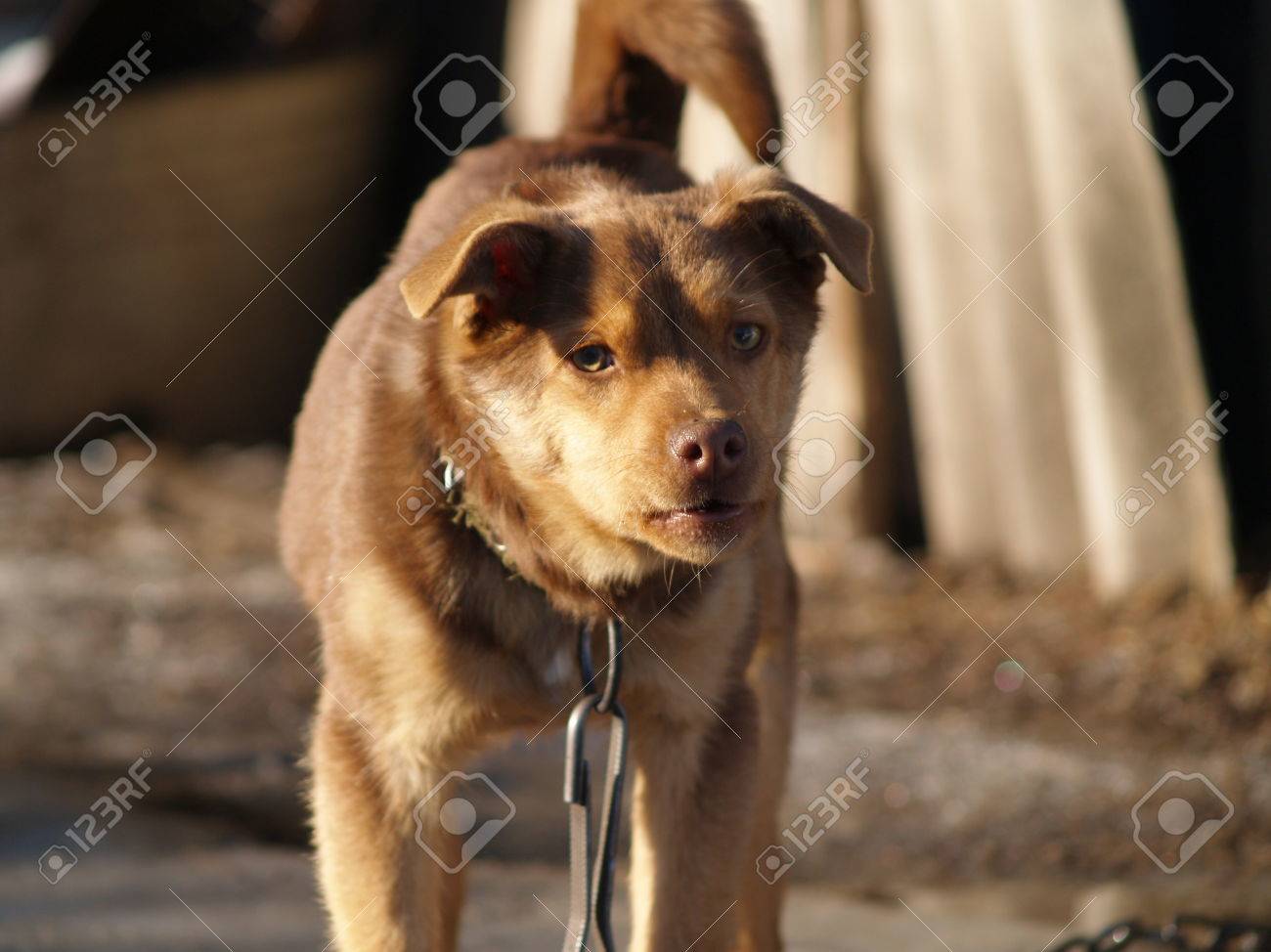 dog barks at passers by