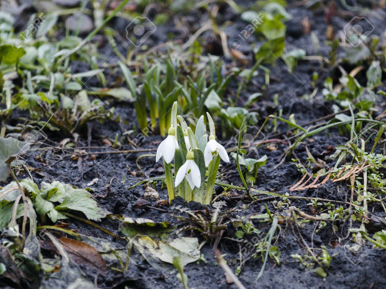 Tell us everything about Snowdrops .... Why are they considered rare colors of the spring ... I did not have to see them Tell us everything about Snowdrops .... Why are they considered rare colors of the spring ... I did not have to see them