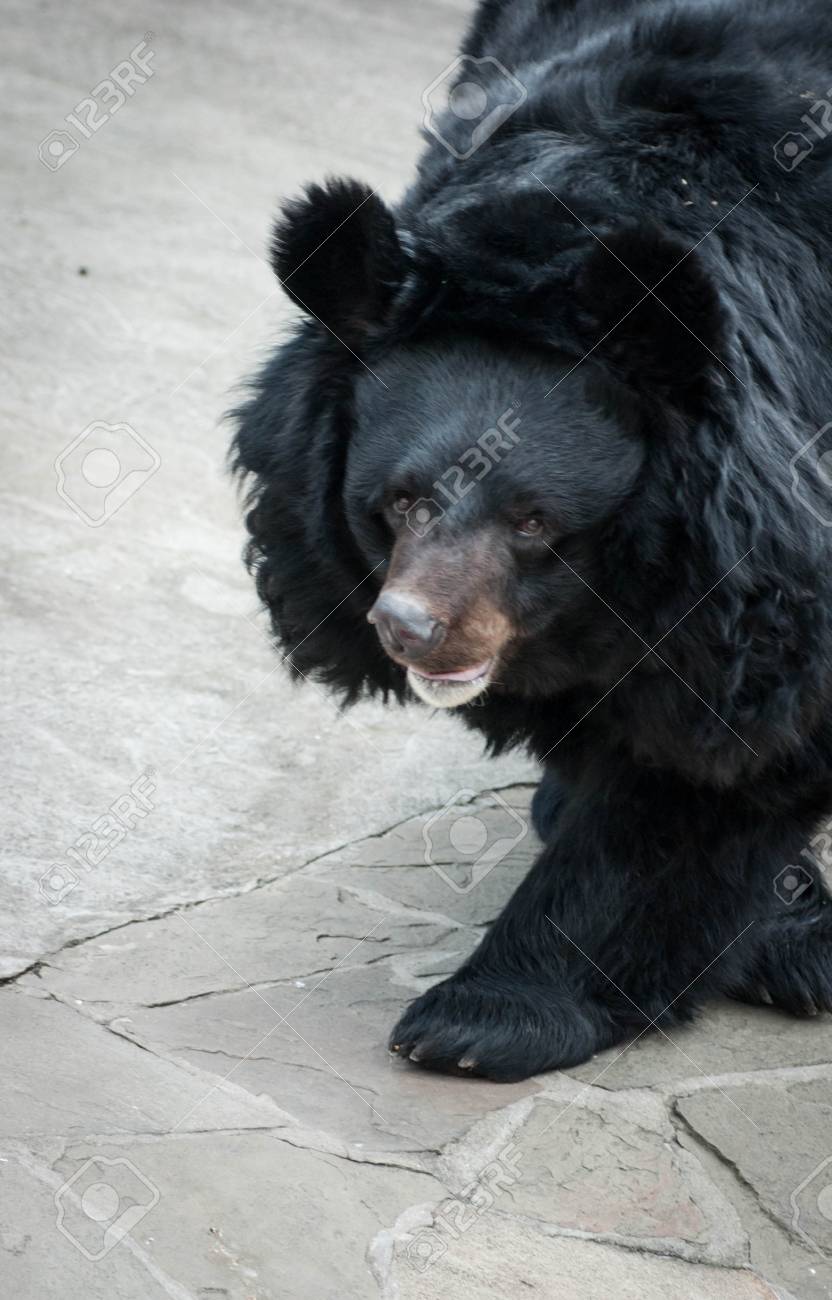 fluffy black bear