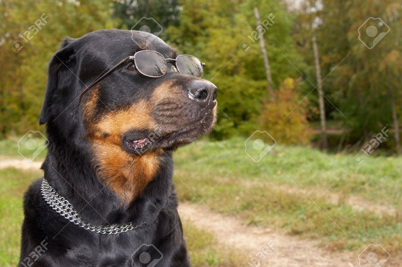 rottweiler with sunglasses