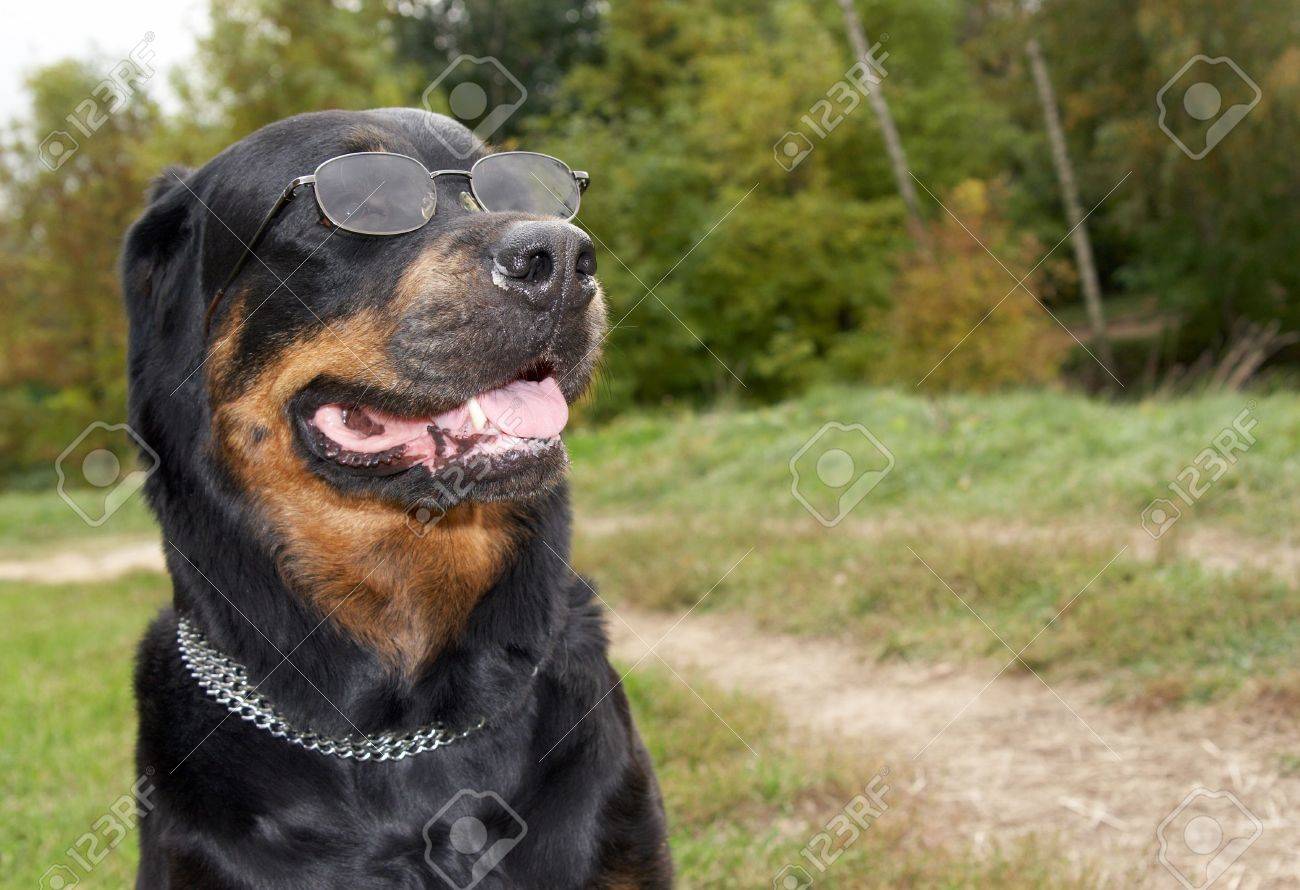 rottweiler with sunglasses