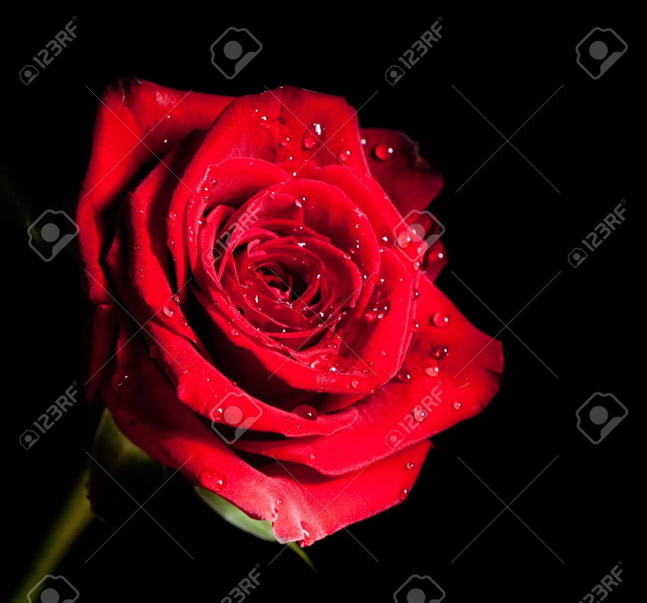 ヴェル ベット ローズ