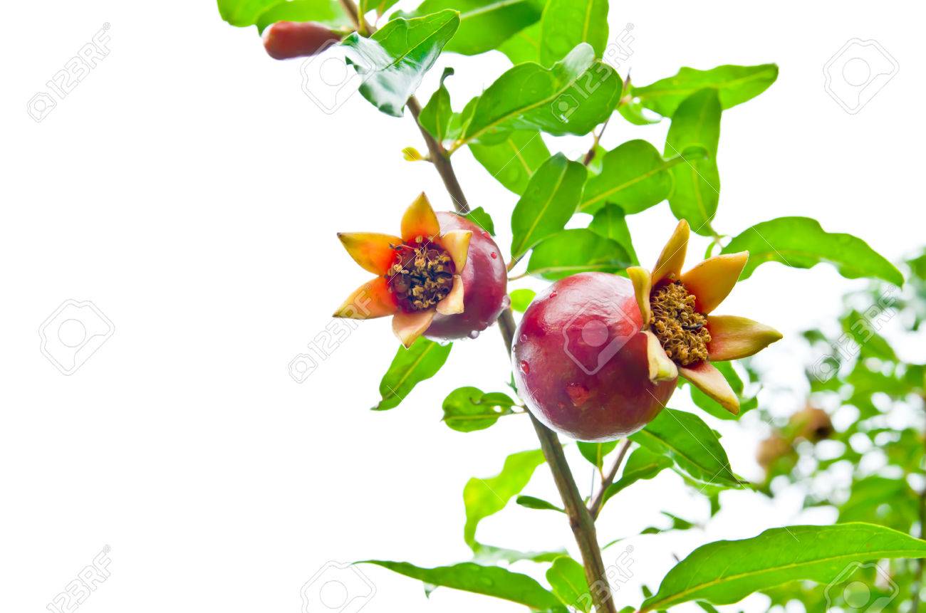 熟したザクロ ザクロの花と枝 の写真素材 画像素材 Image