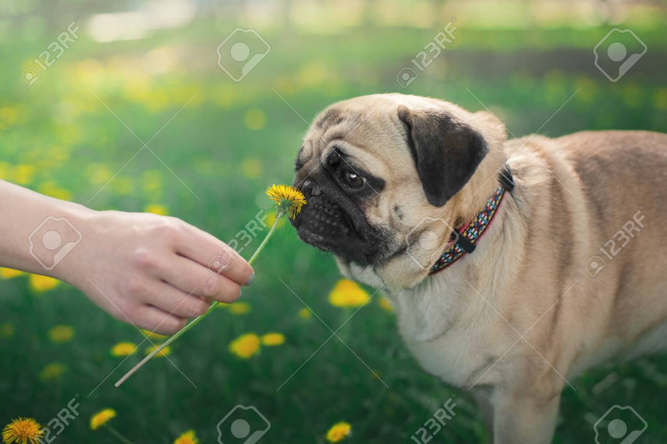 pug nature