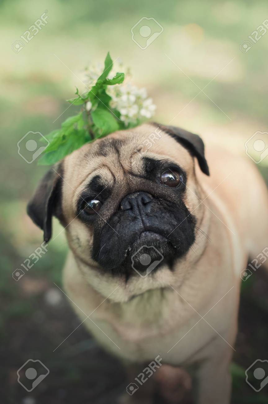 pug small breed