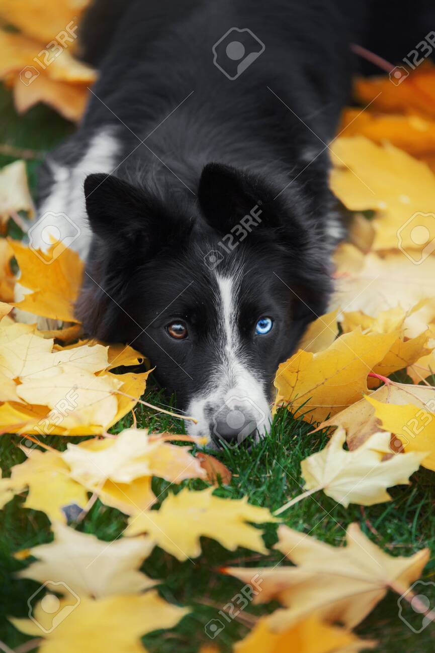 Border Collie Cocker (Border Collie \u0026 English Cocker Spaniel Mix): Info,  Pictures, Characteristics \u0026 Facts | Hepper Pet Resources, image size:865x1300