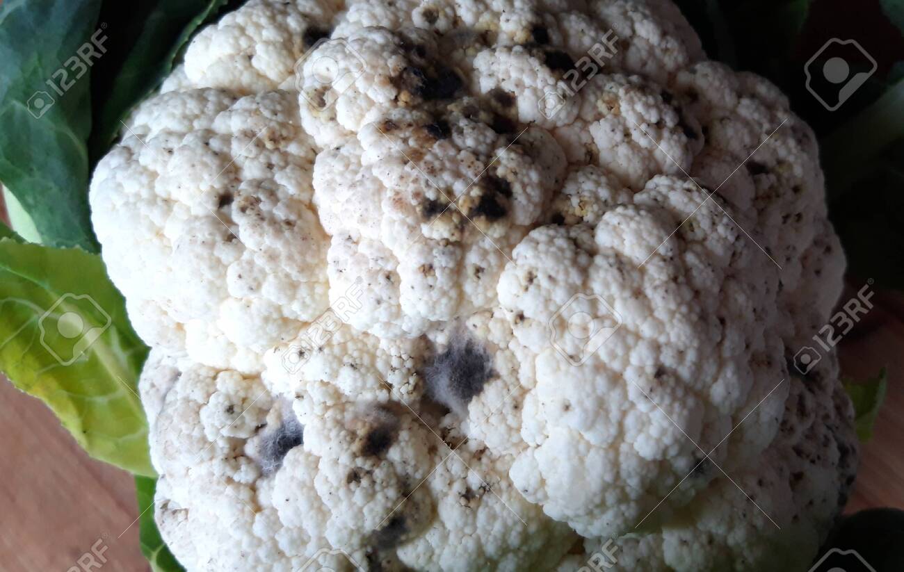 Rotten Cauliflower With Black Mold Spots Closeup Stock Photo Picture And Royalty Free Image Image 136270811