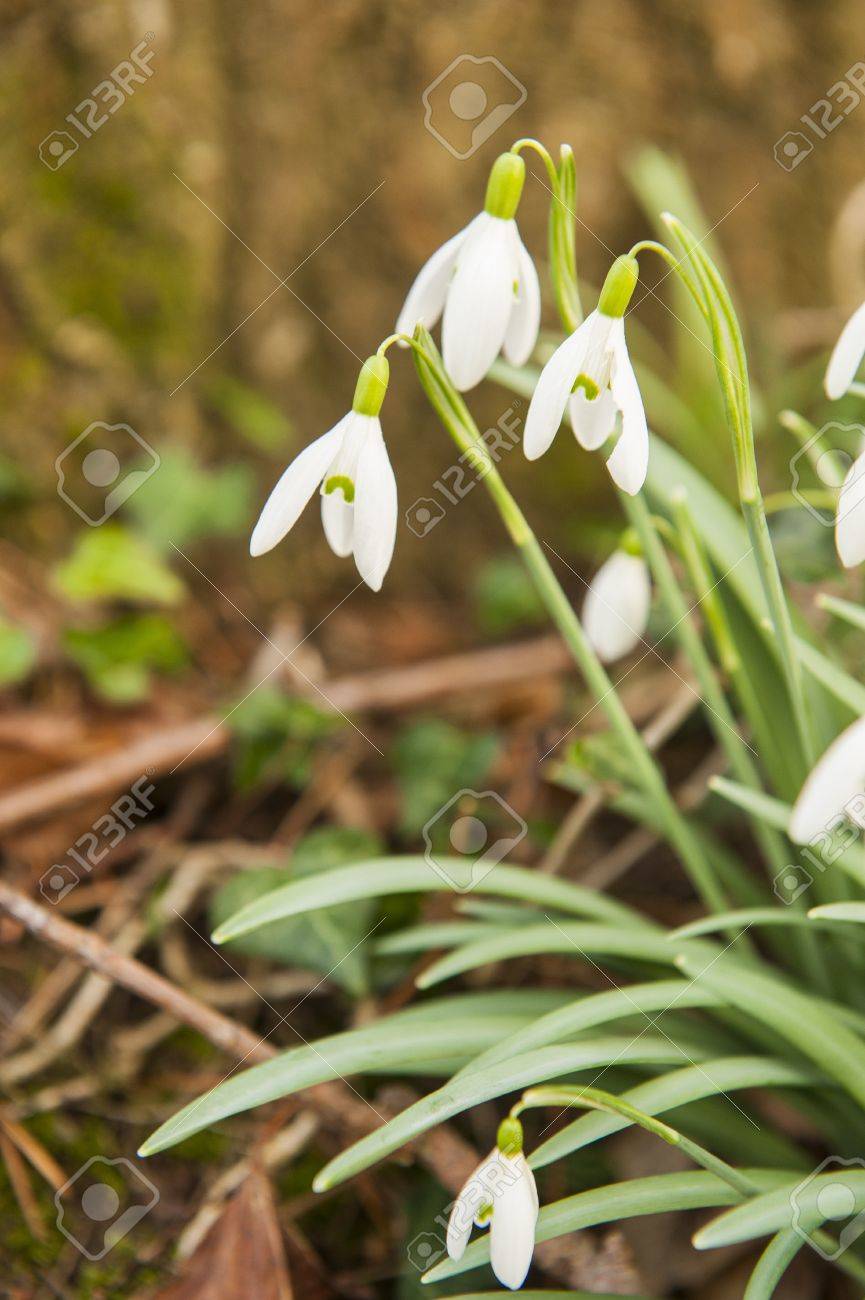 スノー ドロップ の写真素材 画像素材 Image