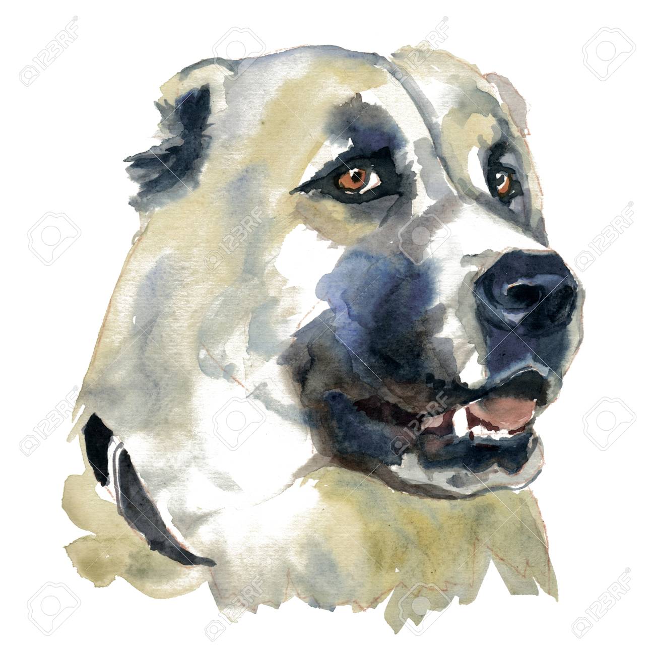 中央アジアの羊飼いの犬 水彩画の手描きイラスト グラフィックポートレートドッグ 白い背景に隔離された水彩画 手はリアルなスタイルで塗装 の写真素材 画像素材 Image 中央アジアの羊飼いの犬 水彩画の手描きイラスト グラフィックポートレートドッグ 白い背景に隔離された水彩画 手はリアルなスタイルで塗装 の写真素材 画像素材 Image