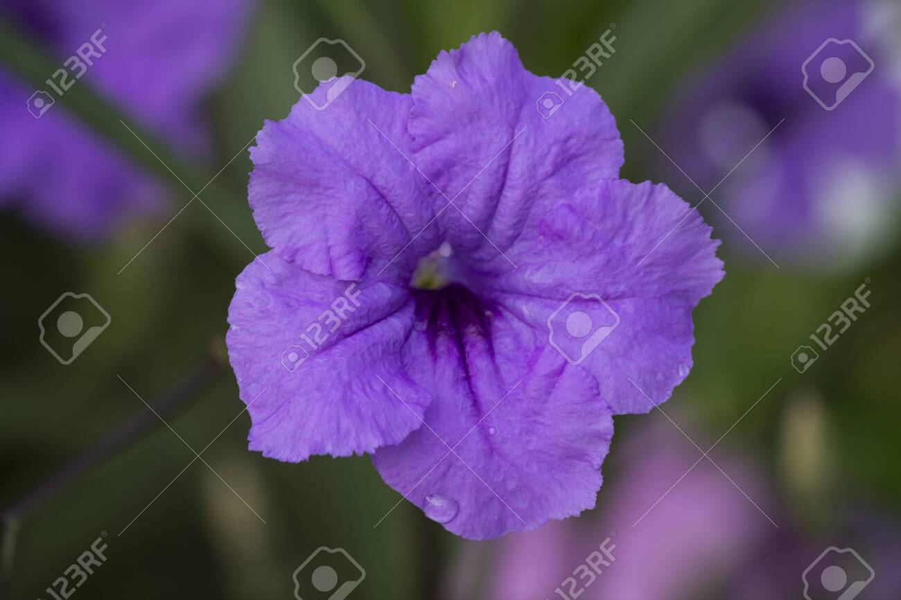 etiam-dictum-ipsum-a-felis