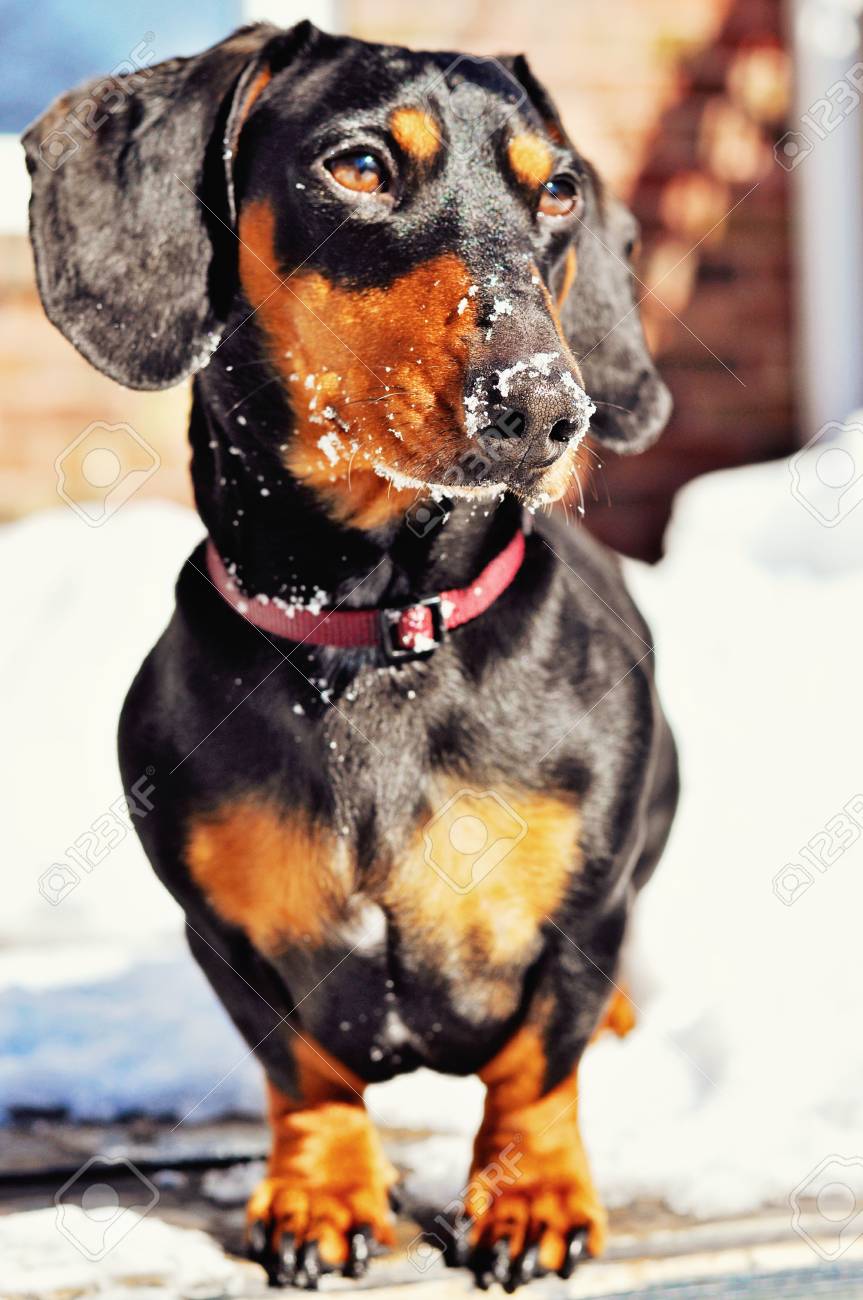 Teckel Chien De Race Miniature Noir Et Beige Dans La Neige Mise Au Point Sélective Image Tonique