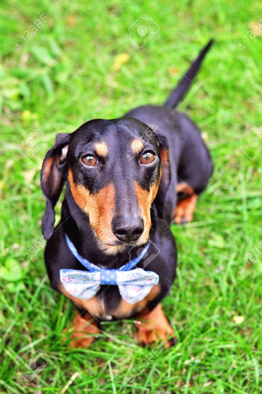 weiner dog tie