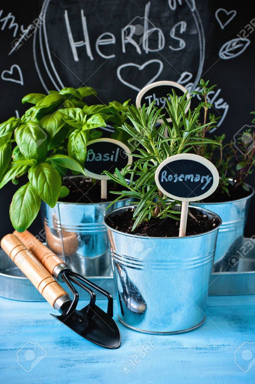 ハーブ ガーデン タイム ローズマリー バジル ポットでガーデニング ツール チョーク ボードと素朴な青色の背景 選択と集中 トーンのイメージ の写真素材 画像素材 Image
