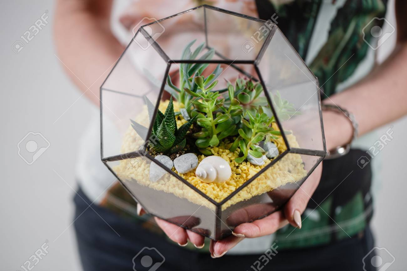 Florarium Glass Vase With Succulent Plant Miniature Cactus